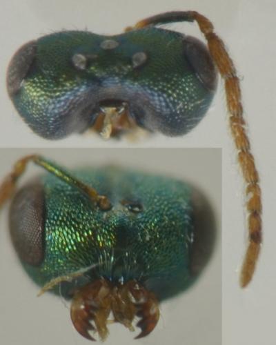 Réf. 274 852 : Sphegigaster pallicornis